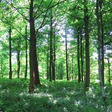 Volz Naturstein Sindelfingen - Baumgrab Steinplatte